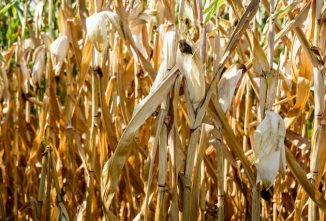 Salvage Your Drought-Affected Corn